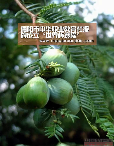 德阳市中华职业教育社授牌成立‘世界杯赛程’(图4) 世界杯买球