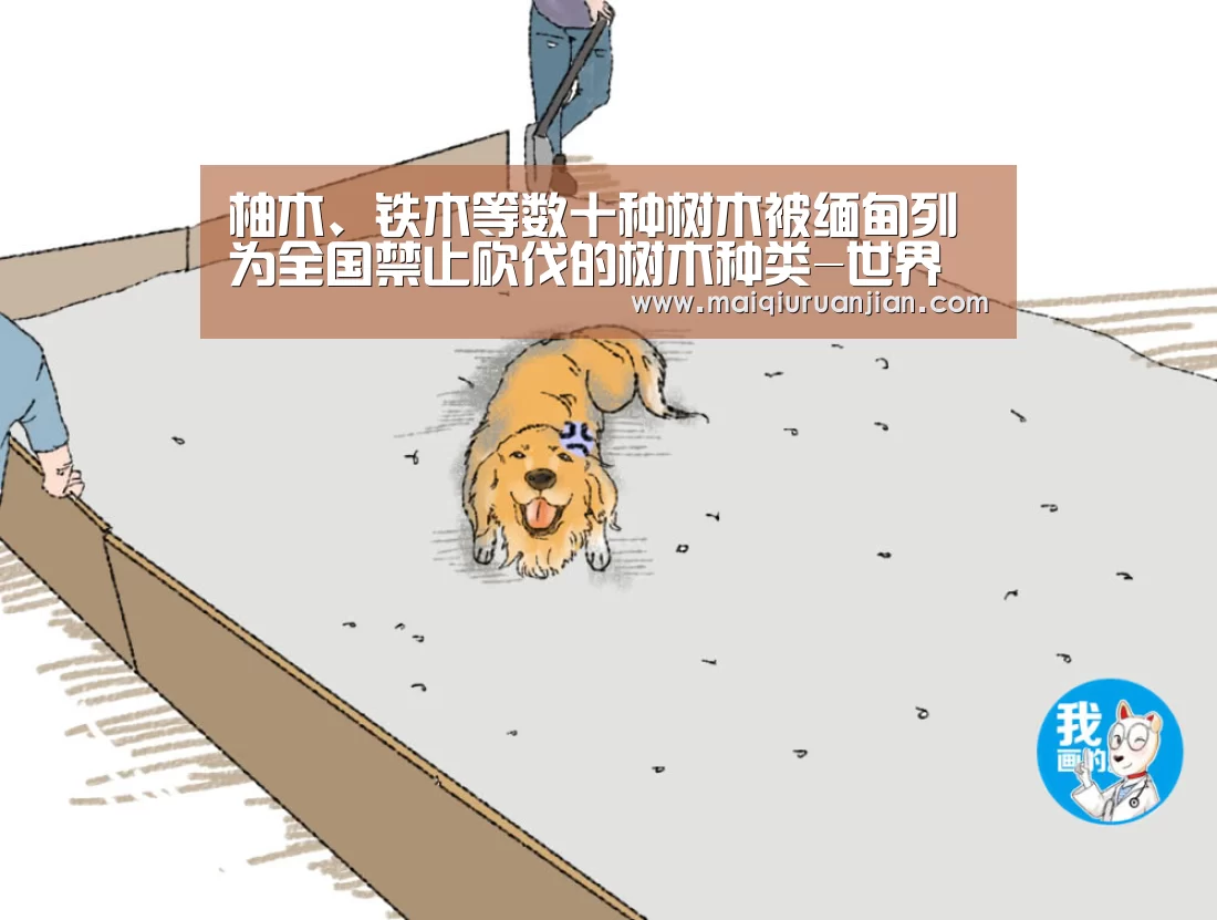 柚木、铁木等数十种树木被缅甸列为全国禁止砍伐的树木种类-世界杯赛程(图2) 世界杯赛程