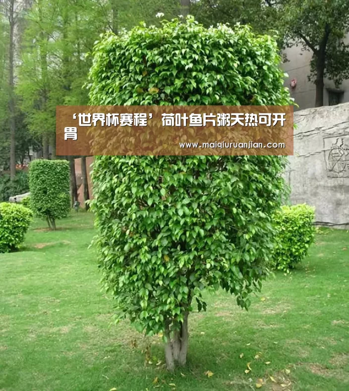 世界杯赛程
